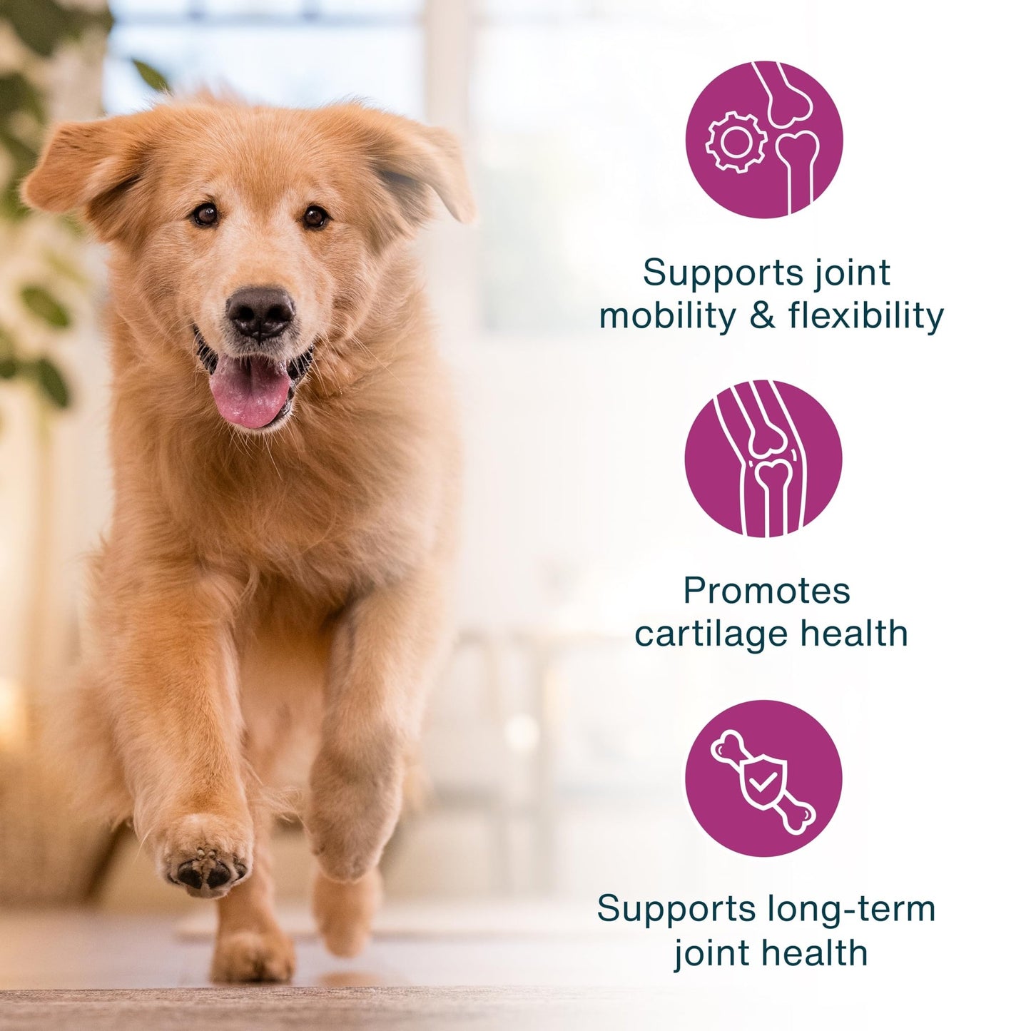 JustFoodForDogs JustFresh Boosts Hip & Joint Support Dog Food Toppers with Glucosamine to Support Hip Mobility & Joint Flexibility, Human-Grade Fresh Pet Meal Booster, 8 oz Pouches - 8 Pack - dailyvitalstore