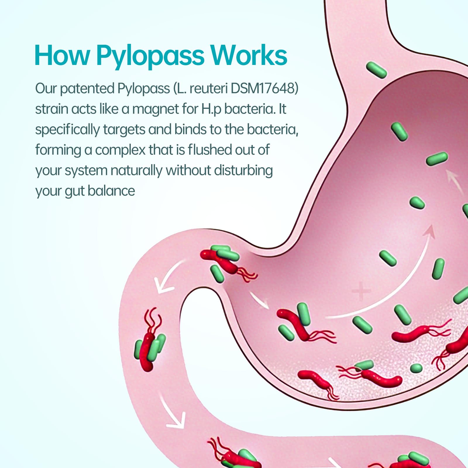 5-in-1 High Potency H. Pylori Probiotic, 1 Per Day - Supports Gastric Lining Integrity, Occasional Indigestion, Acid Comfort - Pylopass Lactobacillus Reuteri, Gluten Free, Vegan, 30ct, Made in Germany - dailyvitalstore