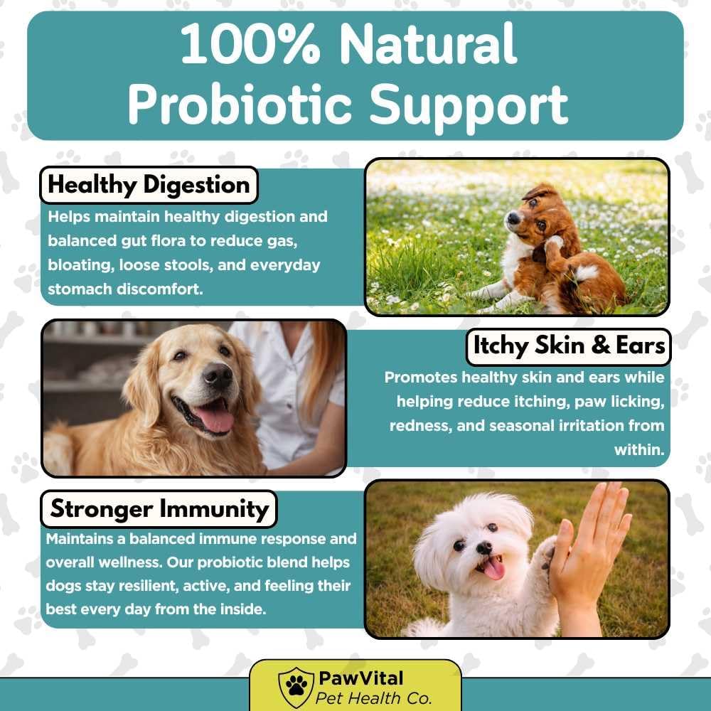 Dog Probiotic Chews for Digestive Health – Probiotics for Dogs with 10 Billion CFU, Prebiotics, Digestive Enzymes – Gut Health, Yeast, Itchy Skin & Itchy Ears – Diarrhea & Constipation – 200 Chews