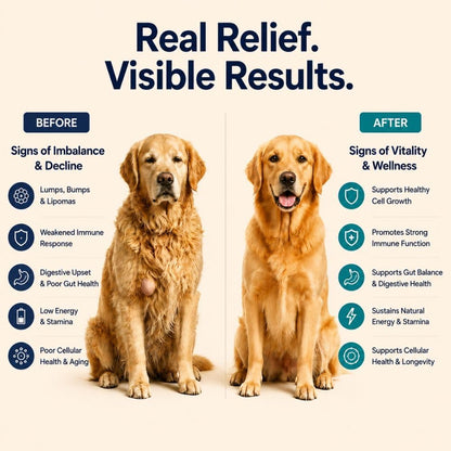 Turkey Tail Mushroom for Dogs – Mushroom Chews with Reishi & Probiotics – Dog Vitamins & Supplements for Immune Support, Gut Health, Brain Function & Daily Wellness – Duck Flavor – 90 Soft Chews