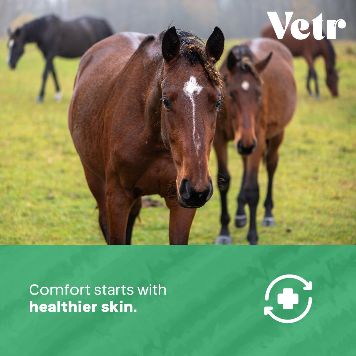 vetr Skin Relief Hydrocortisone Spray for Dogs - Topical Support for Itchy Skin and Hot Spots - 4 oz (120mL) - Vet-Formulated in USA