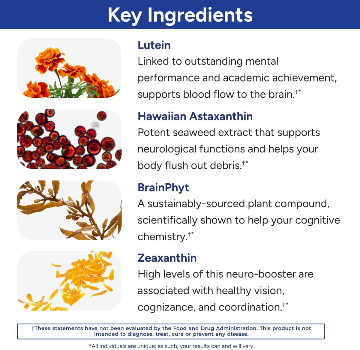 Gundry MD® Power Phenols Brain Health & Energy Supplement, 30 Servings | Cognitive Support, Focus & Productivity Enhancement, Energy Boost, Sugar & Artificial Sweetener Free, With Astaxanthin