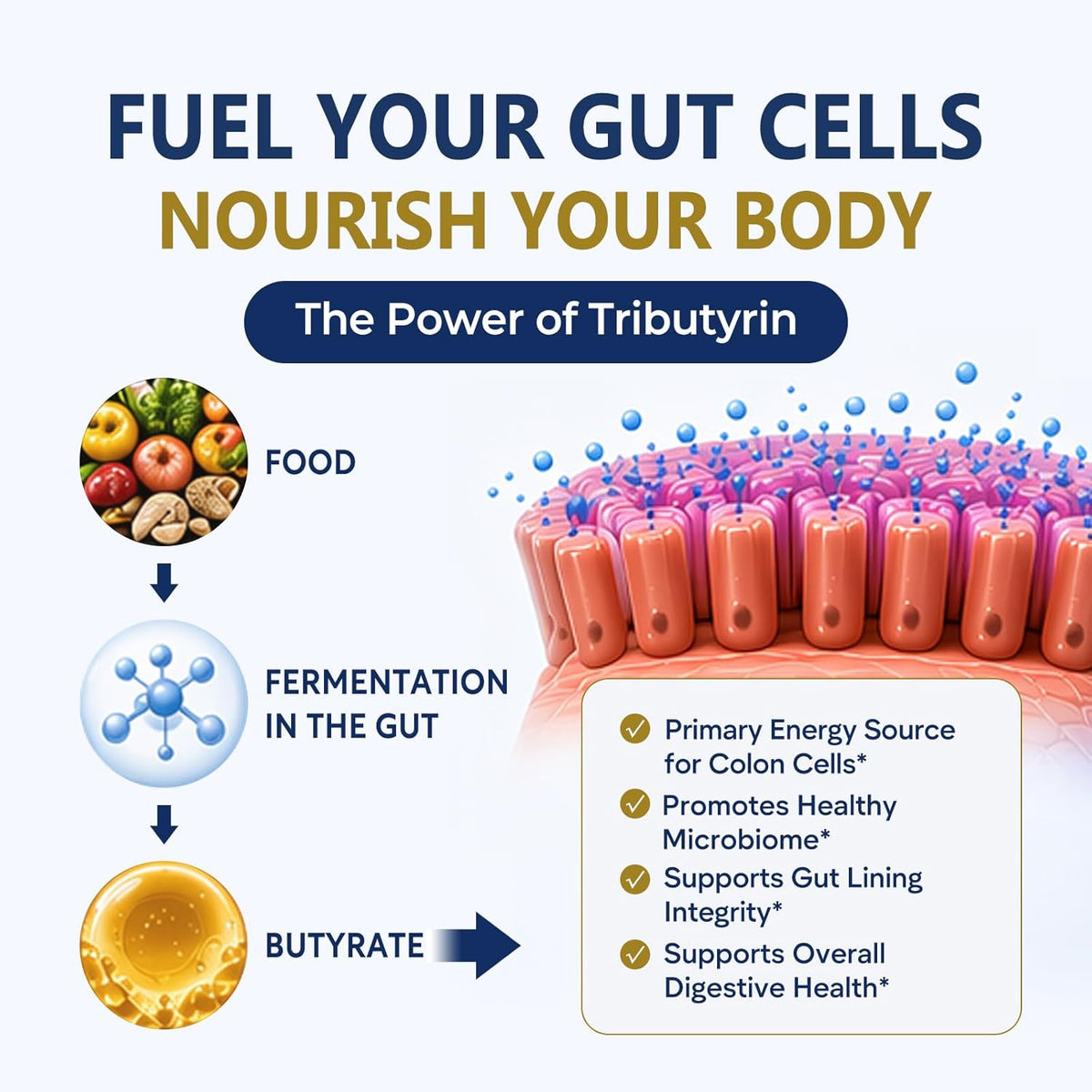 Butyrin Complete Butyrate Supplement with Tributyrin for Gut Health | 3-in-1 Butyric Acid Postbiotic for Healthy Gut Lining, Gut Barrier Integrity, Microbiome Balance & Digestive Wellness