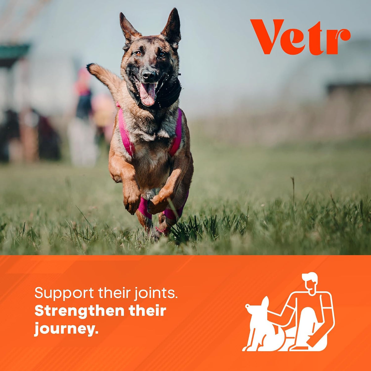 Vetr Hip and Joint Chicken Flavored Chews for Dogs - Glucosamine Chondroitin MSM Supplement - 60 Chewable Tablets - Vet-Formulated in USA