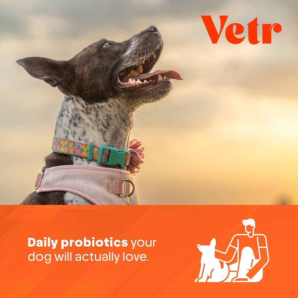 Vetr Probiotic Chews for Dogs - Chicken Flavored - Probiotics for Digestive Health - 120 Soft Chews - Vet-Formulated in USA