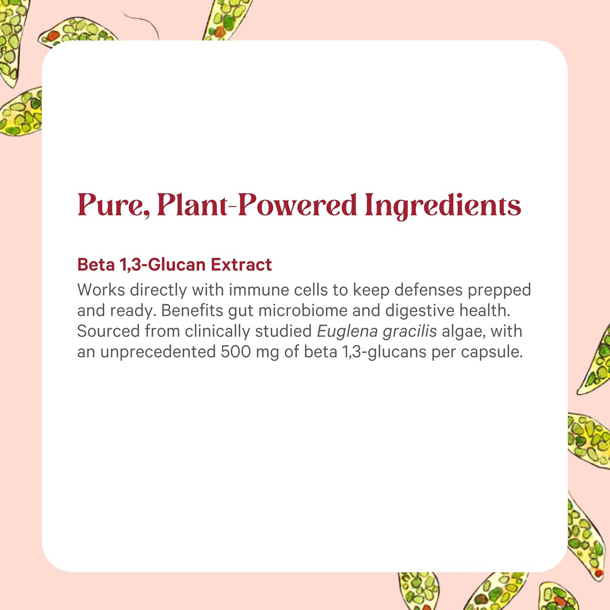 PURE SYNERGY SuperPure Beta 1,3-Glucan Extract | 500 mg Beta 1,3-Glucan Supplement from Algae | Yeast-Free, Non-GMO, Standardized Extract | Supports Immune Health & Digestion (60 Capsules)