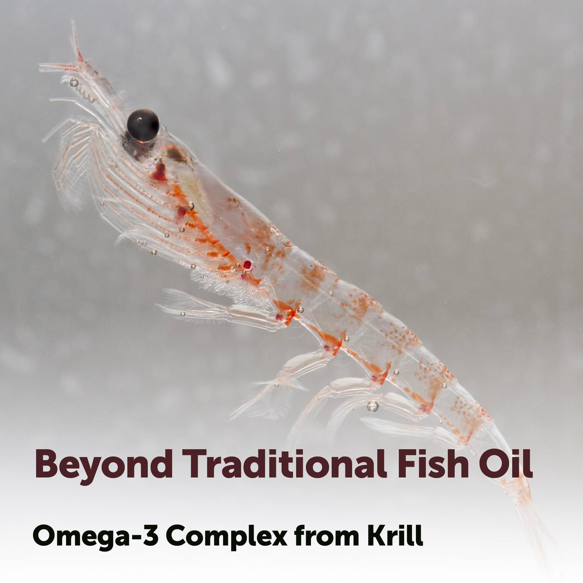 Micro Ingredients Antarctic Krill Oil Supplement 2,000mg Per Serving, 240 Softgels | Omega-3 EPA & DHA with Phospholipids & Natural Astaxanthin | No Fishy Aftertaste | Non-GMO, Gluten Free