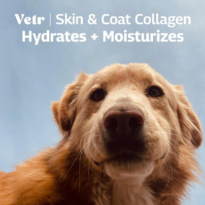 Vetr Skin & Coat Collagen for Dogs - Bacon Flavored Liquid Supplement - Supports Healthy Skin & Shiny Coat - 4 oz (120mL) - Vet-Formulated in USA