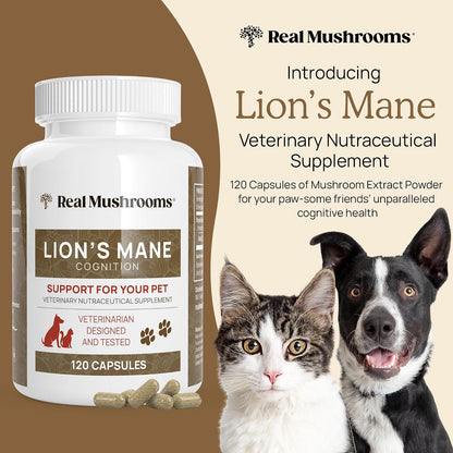 Real Mushrooms Lions Mane for Humans (300ct) and Pets (120ct) - Bundle for Cognition & Immunity - Vegan, Non-GMO, Gluten-Free, Grain-Free Mushroom Extract Supplements