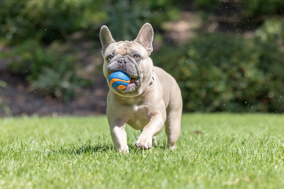 Chuckit! Ultra Ball Dog Toy, Durable Rubber, Medium 2.5-in, 2 Pack | Made from Durable Rubber with an Extra-Thick Core, This Bouncy Fetch Ball Floats in Water for Lasting Games of Fetch