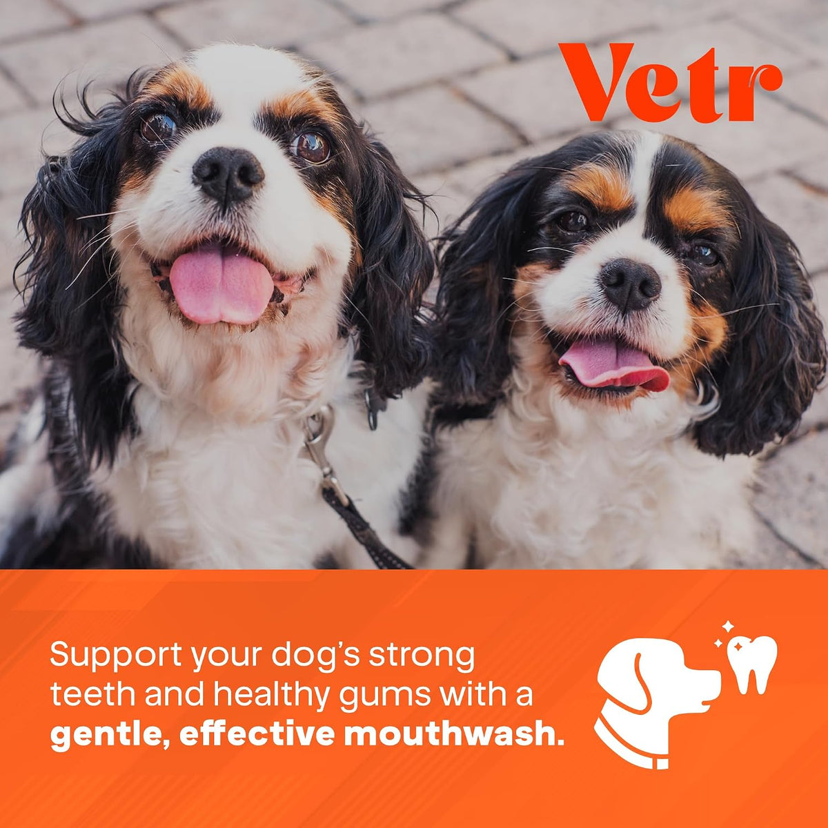 Vetr Dental Formula for Dogs - Peppermint Flavored Oral Care Liquid Additive with Enzymes for Breath and Teeth Support - Vet-Formulated in USA (16 oz)