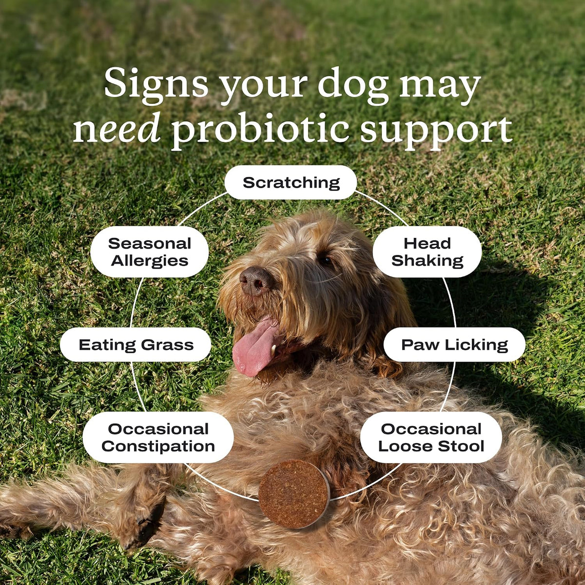 PetLab Co. Probiotic Chews for Dogs, 30 Soft Chews, 2-Pack | 8-strain probiotic blend with prebiotics to support digestive health, skin and seasonal allergy support