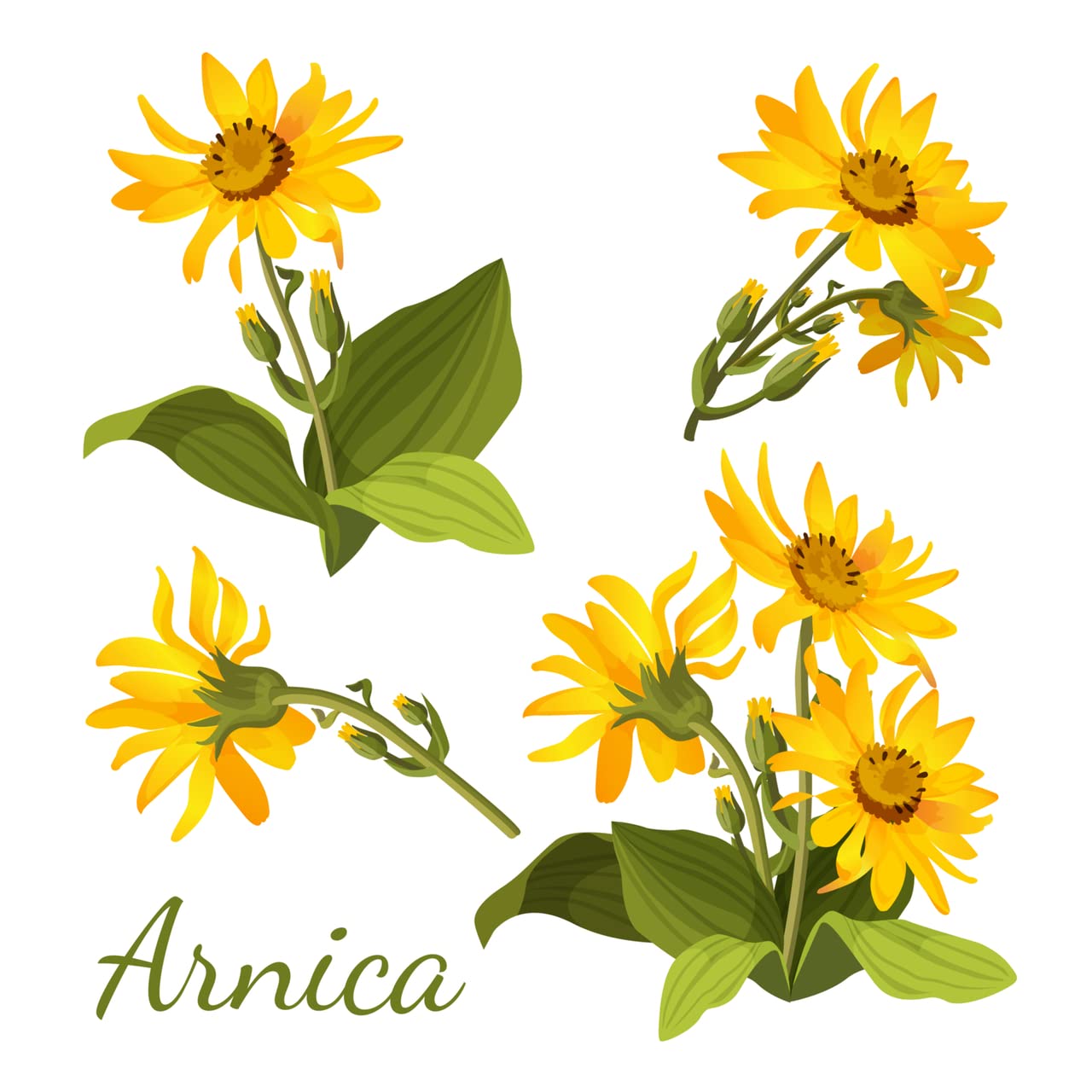 All-Natural Arnica Muscle Balm - Plant-Based Topical swelling and bruising Relief | Essential Oils & Menthol soothes and cools sore muscles, Hypoallergenic & Paraben-Free, Made in USA - dailyvitalstore