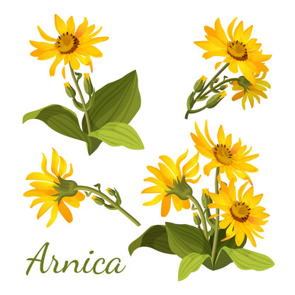 All-Natural Arnica Muscle Balm - Plant-Based Topical swelling and bruising Relief | Essential Oils & Menthol soothes and cools sore muscles, Hypoallergenic & Paraben-Free, Made in USA - dailyvitalstore