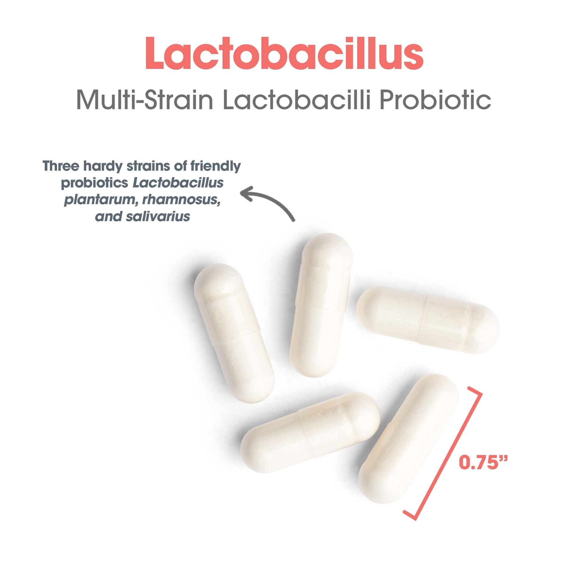 Allergy Research Group Lactobacillus Supplement - Probiotics for Men & Women, Digestive Health, Gut Health, Vegetarian Capsules - 100 Count - dailyvitalstore