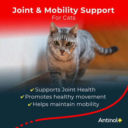 Antinol Plus, Mobility, Hip, and Joint Supplement for Cats, Green-Lipped Mussels and Krill Oil - Cat Joint Supplement, 30 Soft Gels - dailyvitalstore