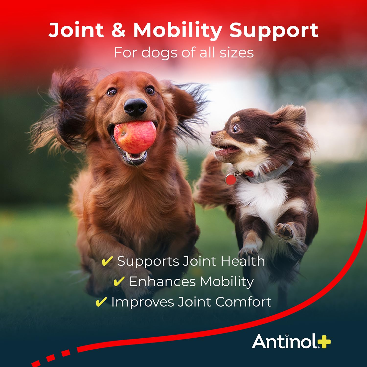 Antinol Plus, Mobility, Hip, and Joint Supplement for Dogs, Green-Lipped Mussels and Krill Oil - Dog Joint Supplement, Better and Faster Than Glucosamine and Chondroitin, 120 Soft Gels - dailyvitalstore