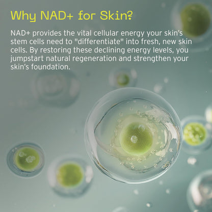 Aramore NAD+ Cell Energizing Skin Care Treatment with Proprietary NAD+ Precursor Complex, Clinically Proven to Target 12 Signs of Aging - 15ml - dailyvitalstore