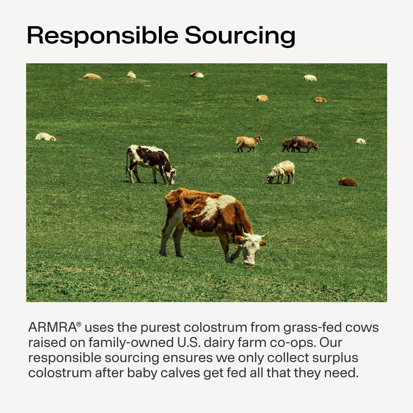 ARMRA Colostrum Powder | Arctic Chai | Gut Health & Bloating | Skin & Hair | Immunity | Keto, Gluten & Fat-Free | 30 Servings - dailyvitalstore