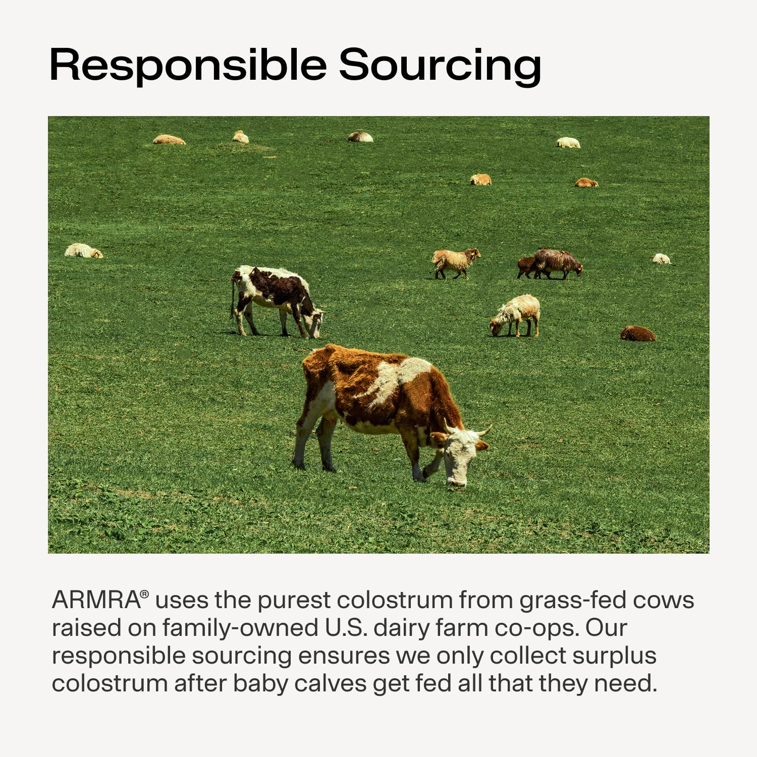 ARMRA Colostrum Powder | Arctic Chai | Gut Health & Bloating | Skin & Hair | Immunity | Keto, Gluten & Fat-Free | 30 Servings - dailyvitalstore