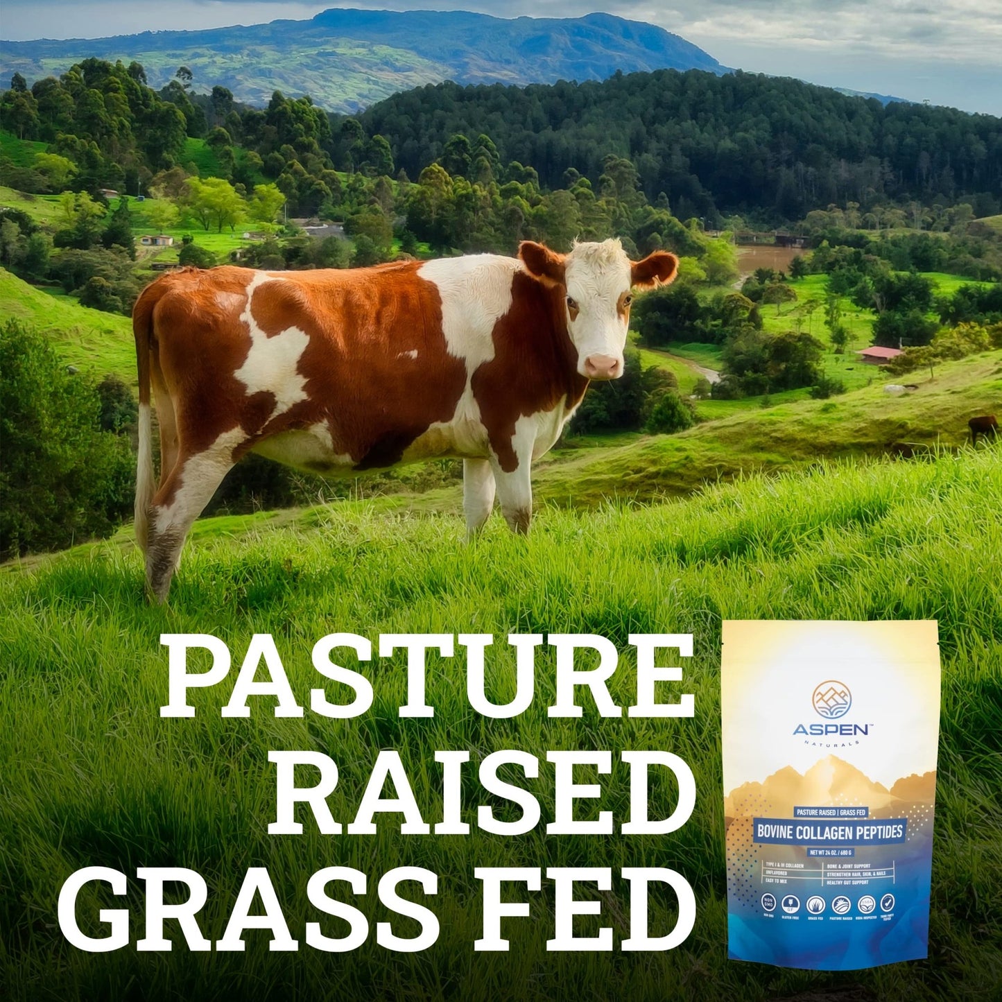 ASPEN NATURALS Grass fed Bovine Collagen Peptides Powder 3lb - Collagen for Women, USA Sourced from USDA Inspected Cattle, Gluten Free, Paleo Friendly, Water Soluble, Flavorless, Easily Mixes - dailyvitalstore