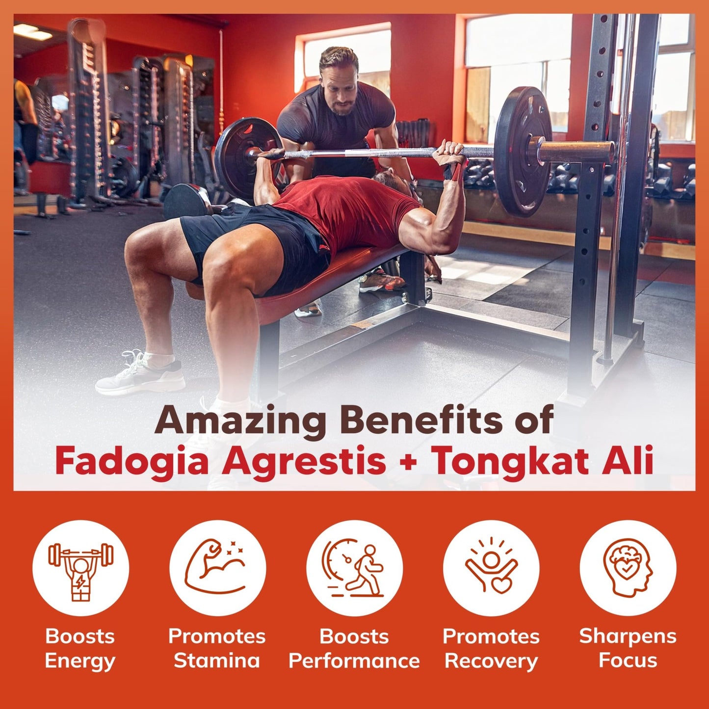 aSquared Nutrition Fadogia Agrestis 1000mg & Ali 400mg - 120 Capsules - Fadogia Agrestis Extract Supplement and Powder Complex Pills - dailyvitalstore
