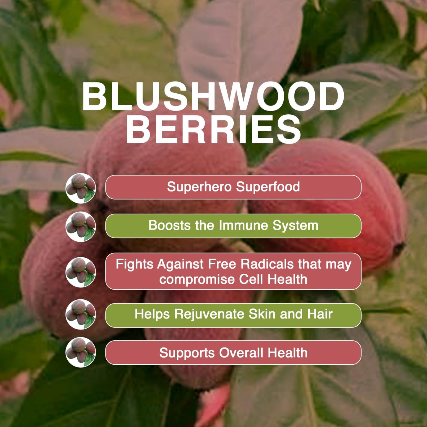 Aussie Pure Blushwood Berry Superfruit Daily Cell Defense - Soursop - Kakadu Plum - Pomegranate - Blueberry - Immune and Cell Support Powder - All Ages - Lab Tested and Authenticated - 180g/6.4oz - dailyvitalstore