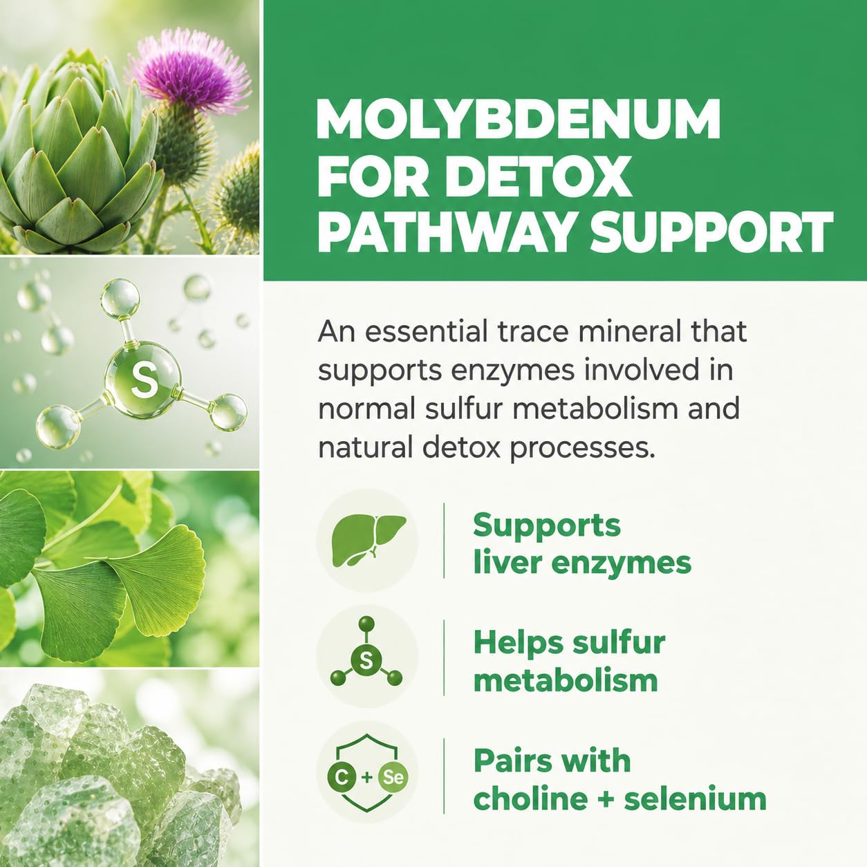 Balance ONE Liver Support Supplement with Milk Thistle, Molybdenum, Dandelion Root & Choline – Liver Health, Detox Pathway & Antioxidant Support – Vegan Capsules, 1 Month Supply – Liver One - dailyvitalstore