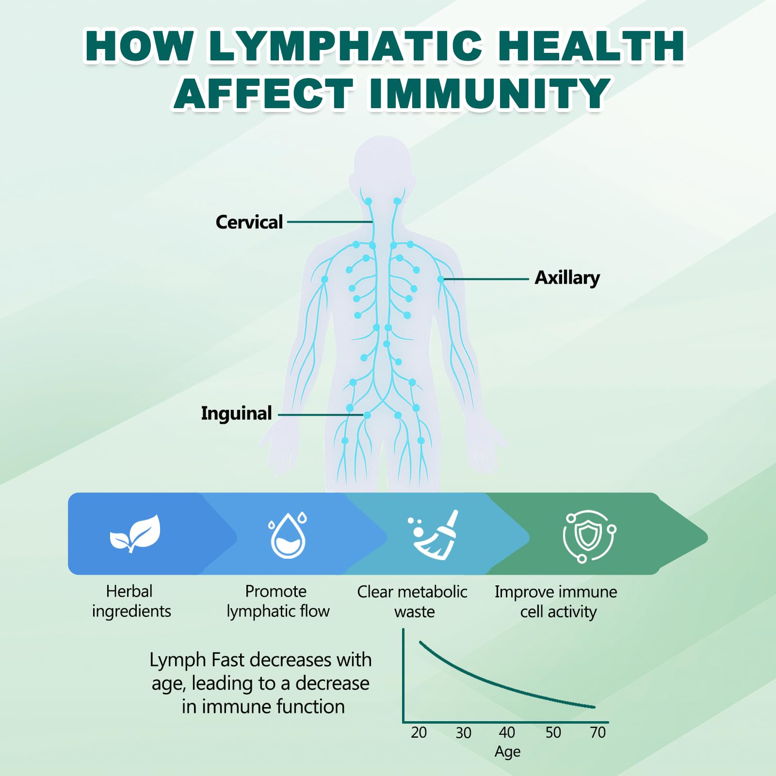BINMLXG Liposomal Lymphatic Drainage Drops, 8-Herb Formula with Echinacea, Elderberry, Burdock Root Blend, for Lymphatic Drainage, Immune Support, Cleanse & Detox, 2 Fl Oz - dailyvitalstore