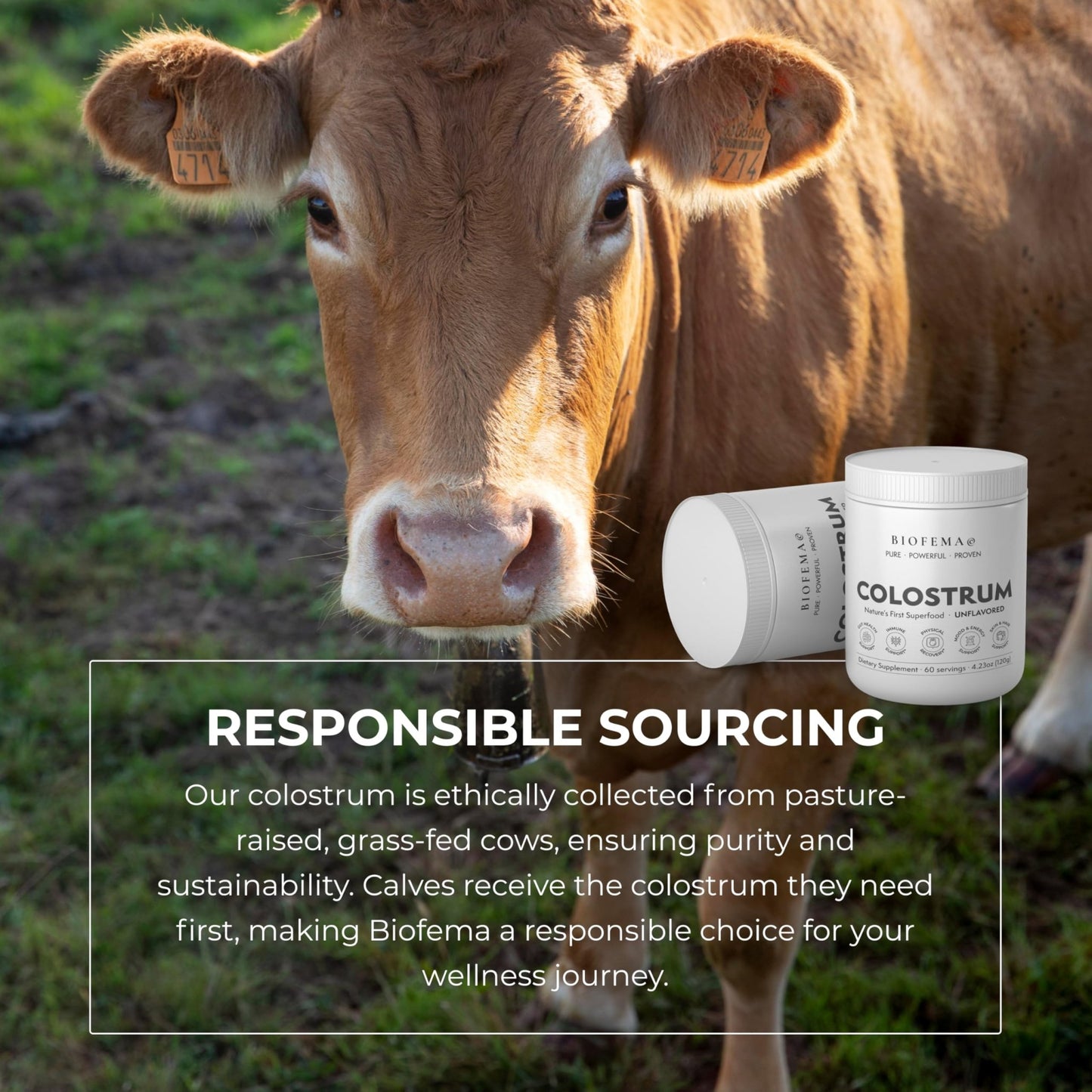 BIOFEMA Bovine Colostrum Supplement - Natures Superfood – First Milk Powder Magic for Gut Health, Immune Support, Physical Recovery, Skin, Hair & Nail Health - dailyvitalstore