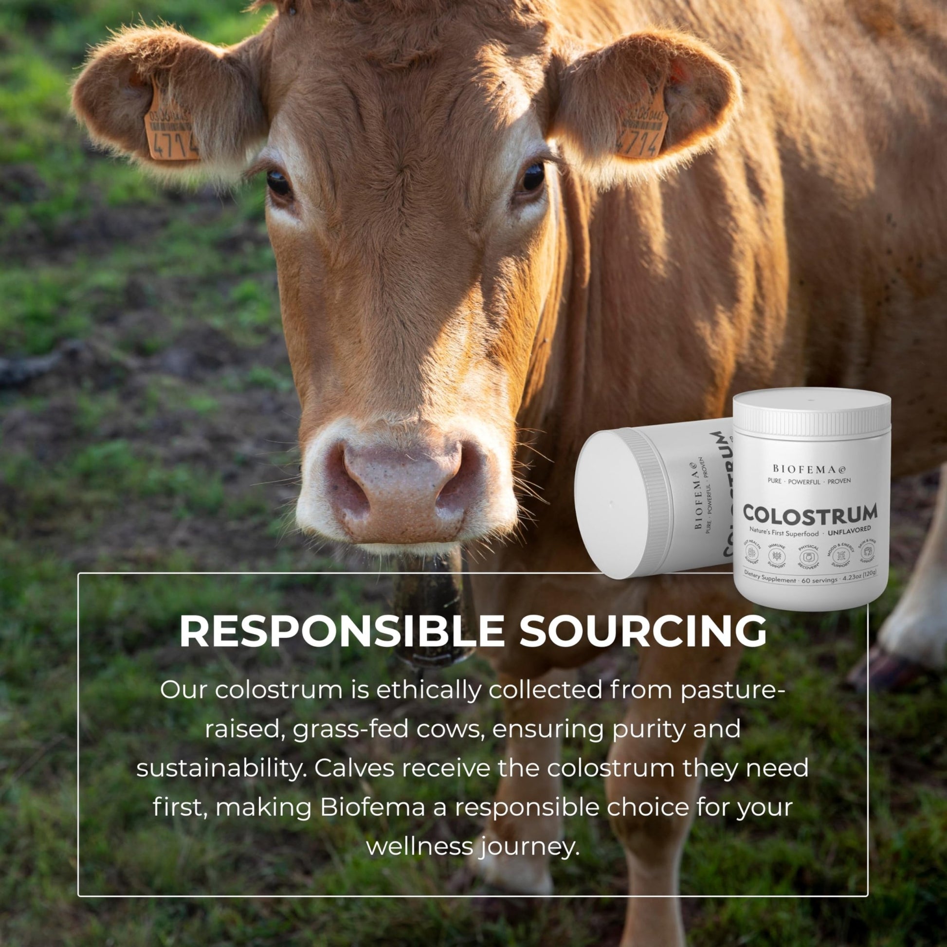 BIOFEMA Bovine Colostrum Supplement - Natures Superfood – First Milk Powder Magic for Gut Health, Immune Support, Physical Recovery, Skin, Hair & Nail Health - dailyvitalstore