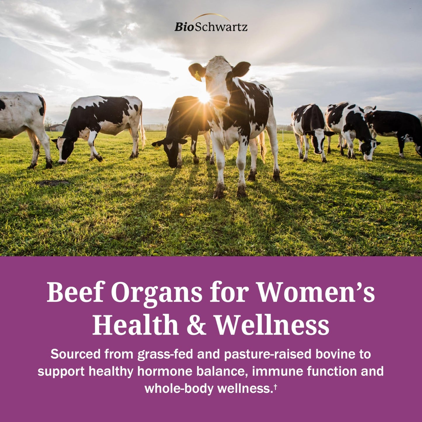 BioSchwartz Primal Beef Organ Supplement for Women - 60 Capsules - Grass-Fed & Pasture-Raised - Supports Healthy Hair Skin and Nails, Hormone Balance - with Bovine Liver, Kidney, Heart, Uterus Powder - dailyvitalstore