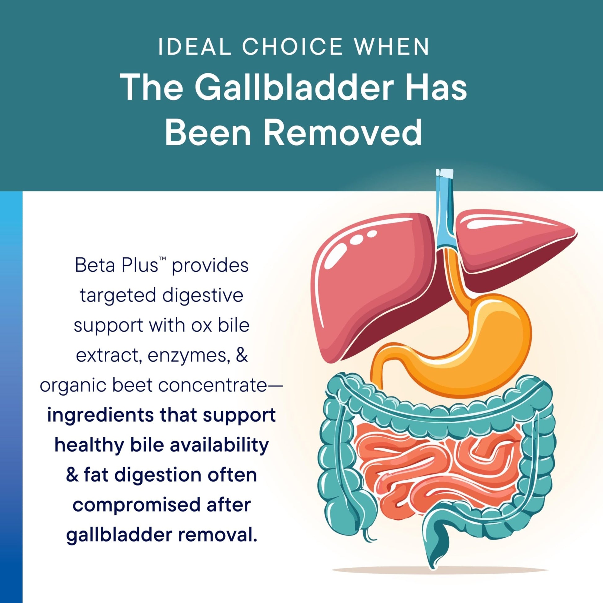 Biotics Research Beta-Plus™ Nutritional Ox Bile Salts Digestive Enzymes Supplement for Bile Production for No Gallbladder-Supports Overall Liver Function, - dailyvitalstore
