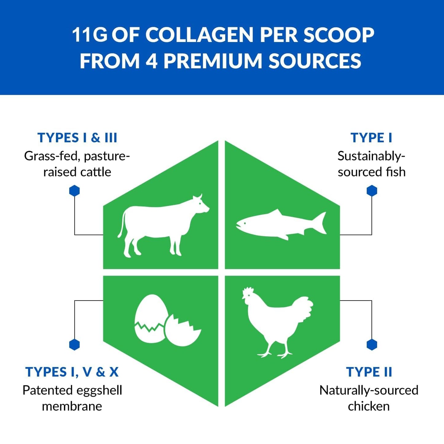 BioTrust Ageless Multi Collagen Peptides Powder - 5 Types (I, II, III, V, X) - Unflavored Collagen Powder for Women & Men - Hydrolyzed Protein - dailyvitalstore