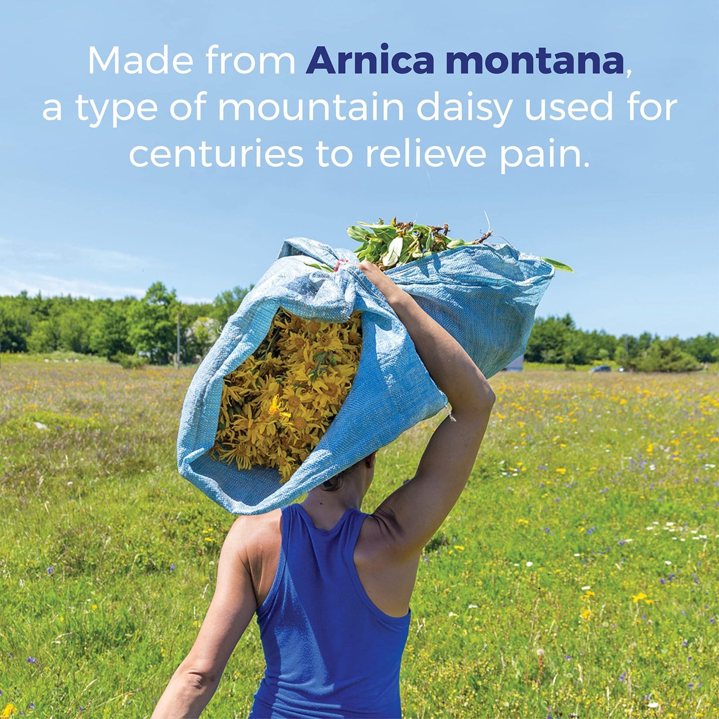 Boiron Arnica Montana 30X Homeopathic Medicine for Relief from Muscle Pain, Muscle Stiffness, Swelling from Injury, and Discoloration from Bruises - 3 Count (240 Pellets) - dailyvitalstore