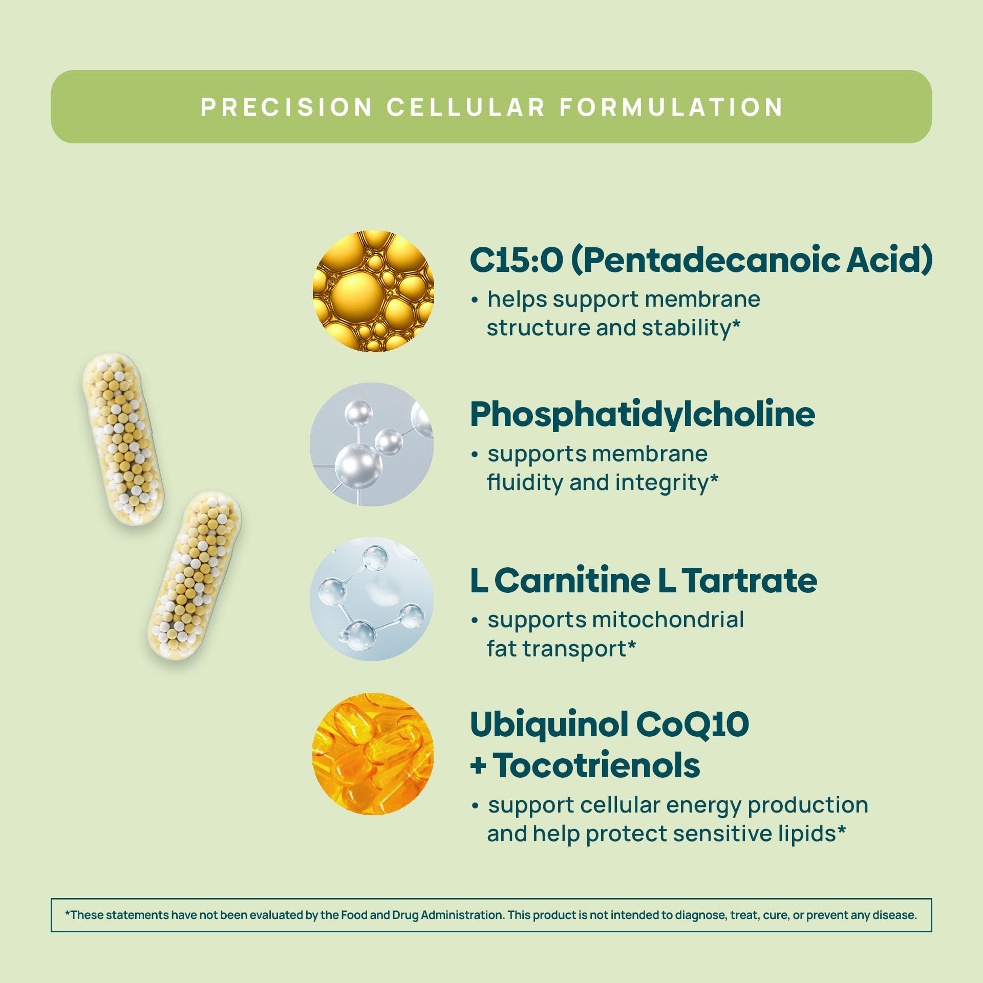 C15:0 Pentadecanoic Acid Supplement | Longevity, Cellular & Membrane Support, Micro-Granule Enhanced Absorption, Phosphatidylcholine, L-Carnitine, - dailyvitalstore