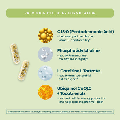 C15:0 Pentadecanoic Acid Supplement | Longevity, Cellular & Membrane Support, Micro-Granule Enhanced Absorption, Phosphatidylcholine, L-Carnitine, - dailyvitalstore