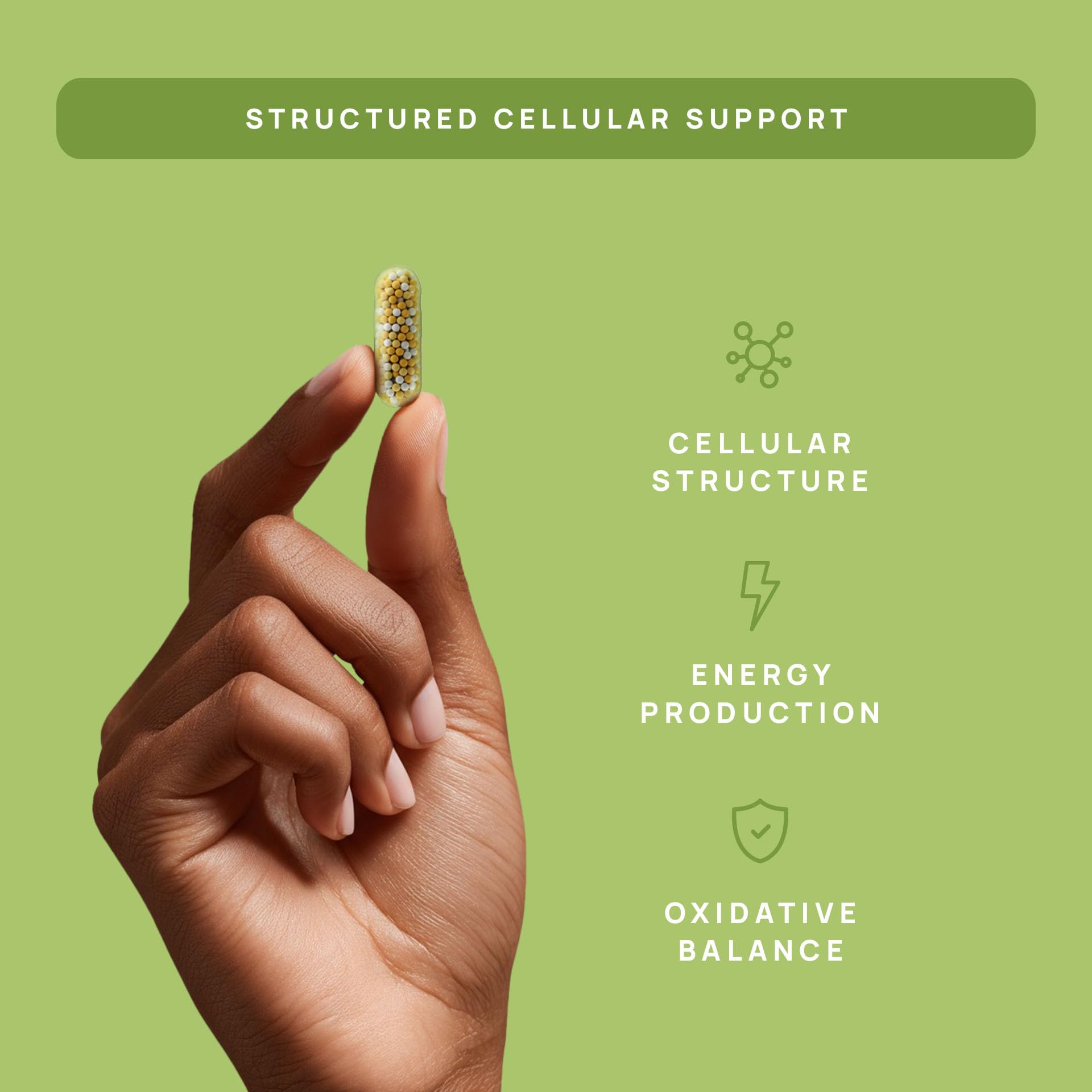 C15:0 Pentadecanoic Acid Supplement | Longevity, Cellular & Membrane Support, Micro-Granule Enhanced Absorption, Phosphatidylcholine, L-Carnitine, - dailyvitalstore
