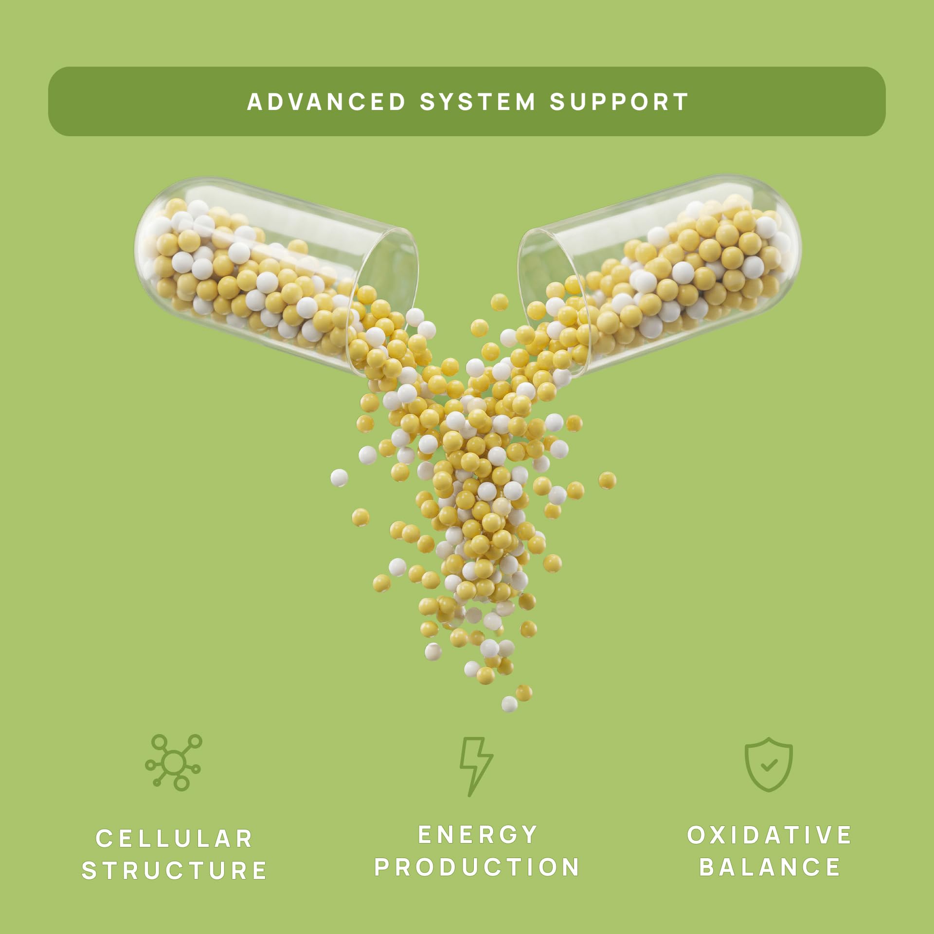 C15:0 Pentadecanoic Acid Supplement | Longevity, Cellular & Membrane Support, Micro-Granule Enhanced Absorption, Phosphatidylcholine, L-Carnitine, - dailyvitalstore