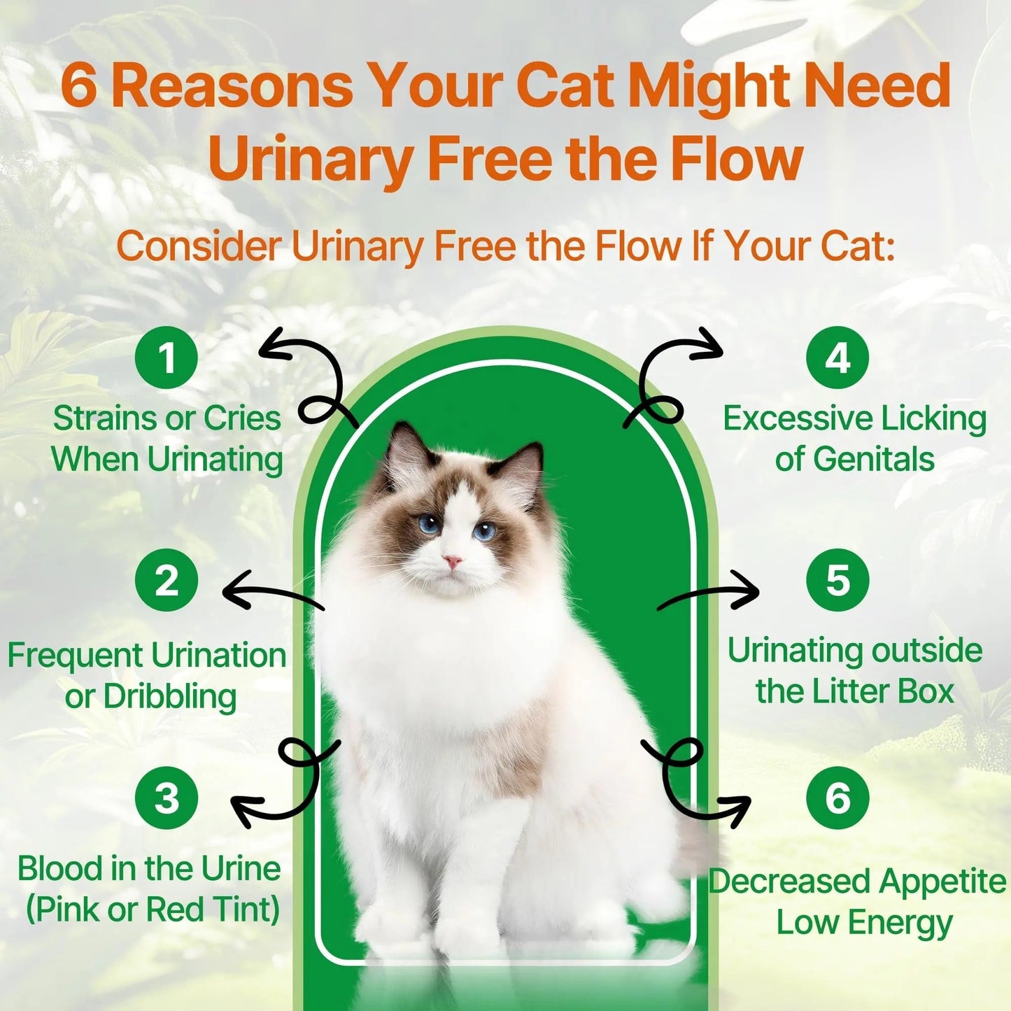 Cat Bladder Remedy for Stones & Crystals, Kidney StonesDissolver forCat- Urinary Free The Flow - Cat Urinary Tract Infection Treatment for Stones, Herbal CatUTI Remedy for Stone Relief & Prevention - dailyvitalstore