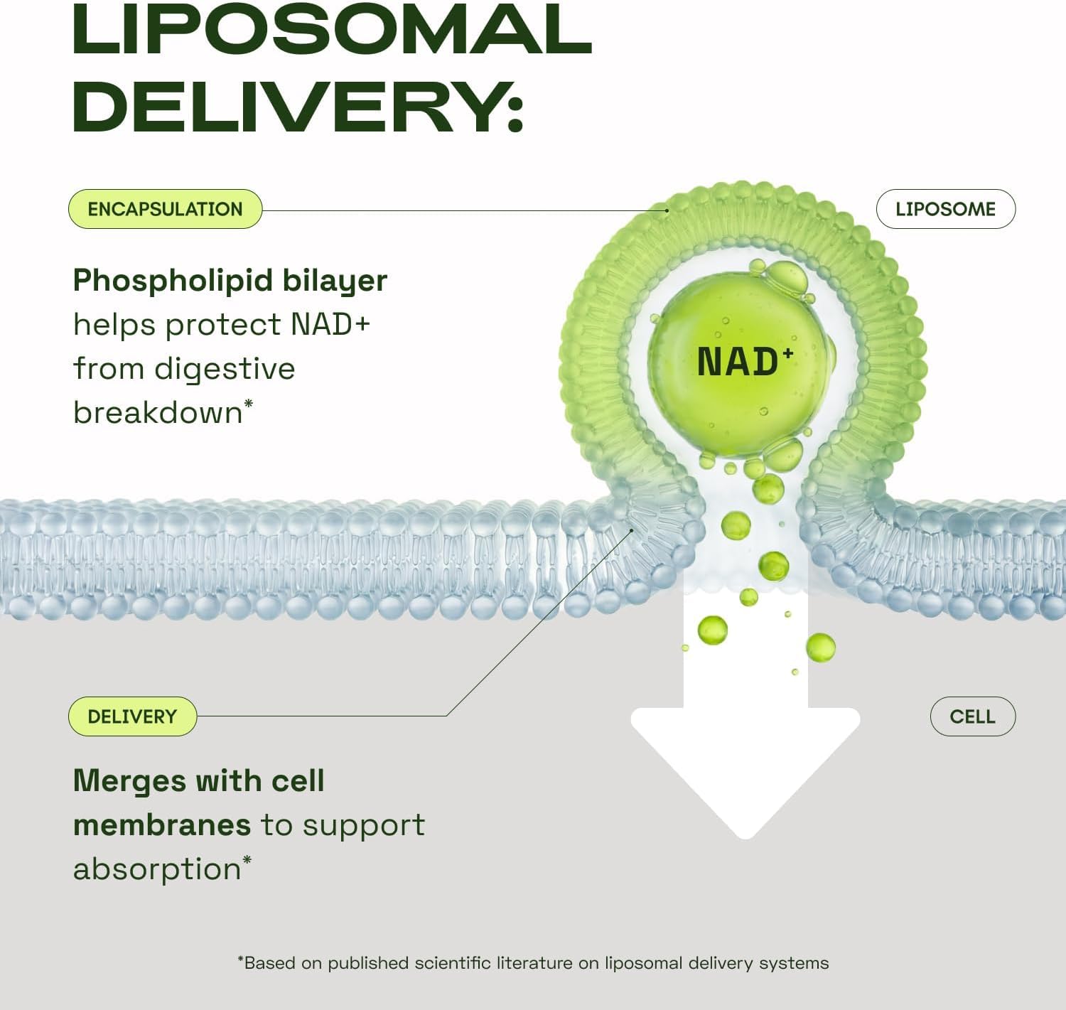 Cata-Kor NMN Supplement Alternative – Liposomal NAD+ Supplement - NAD CORE 30-Day Supply 60 Capsules - dailyvitalstore