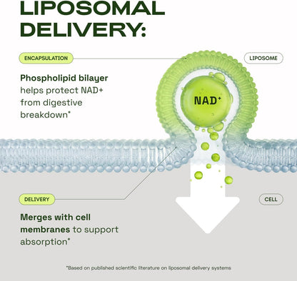 Cata-Kor NMN Supplement Alternative – Liposomal NAD+ Supplement - NAD CORE 30-Day Supply 60 Capsules - dailyvitalstore