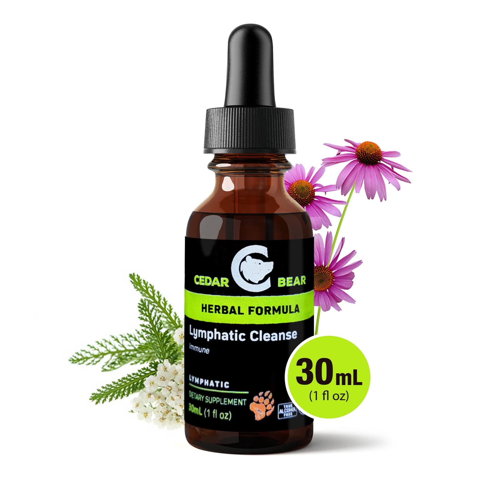 Cedar Bear - Lymphatic Cleanse Immune Support Supplement, Alcohol-Free Lymphatic Drainage Drops with Immune-Enhancing Natural Herbs, Liquid Herbal Supplements, 1 fl oz - dailyvitalstore