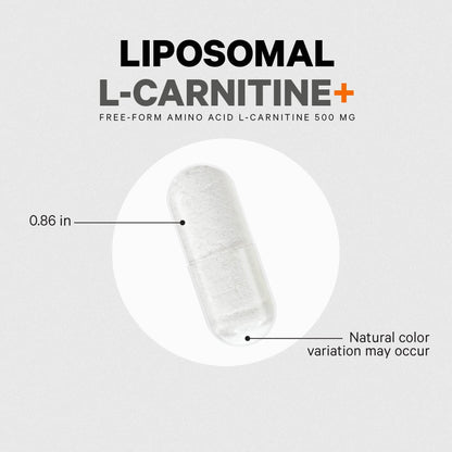 Codeage Liposomal L-Carnitine+ Supplement - 500 mg L-Carnitine L-Tartrate per Serving - Free-Form Amino Acid - Carnitine - Liposomal Delivery - Vegan, Non-GMO, Gluten-Free - 90 Capsules - dailyvitalstore
