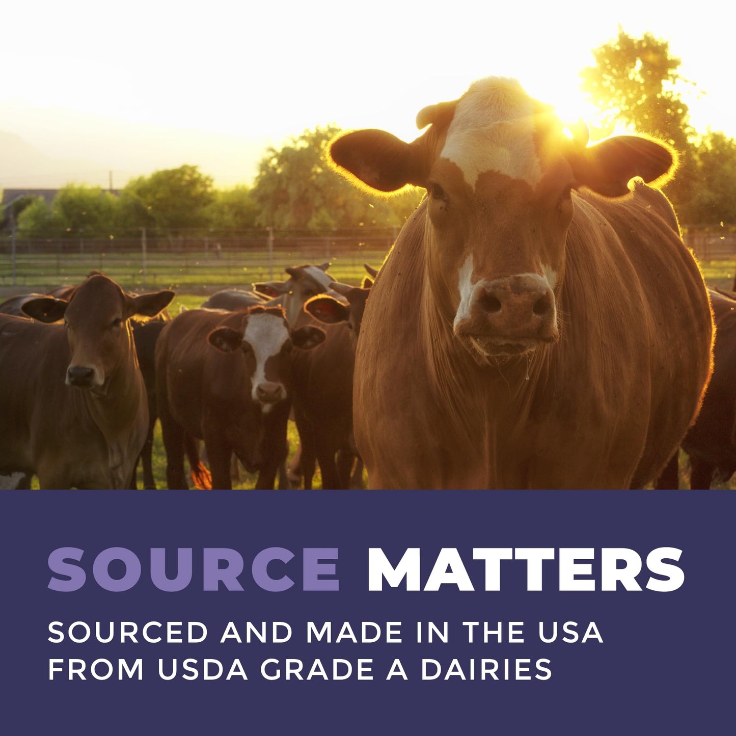 Colostrum Powder – USA Sourced Bovine Colostrum for Humans for Immune Support, Gut Health, Muscle Recovery - Single Ingredient, No Additives, Grass Fed, Non-GMO Colostrum Supplement for Women and Men - dailyvitalstore