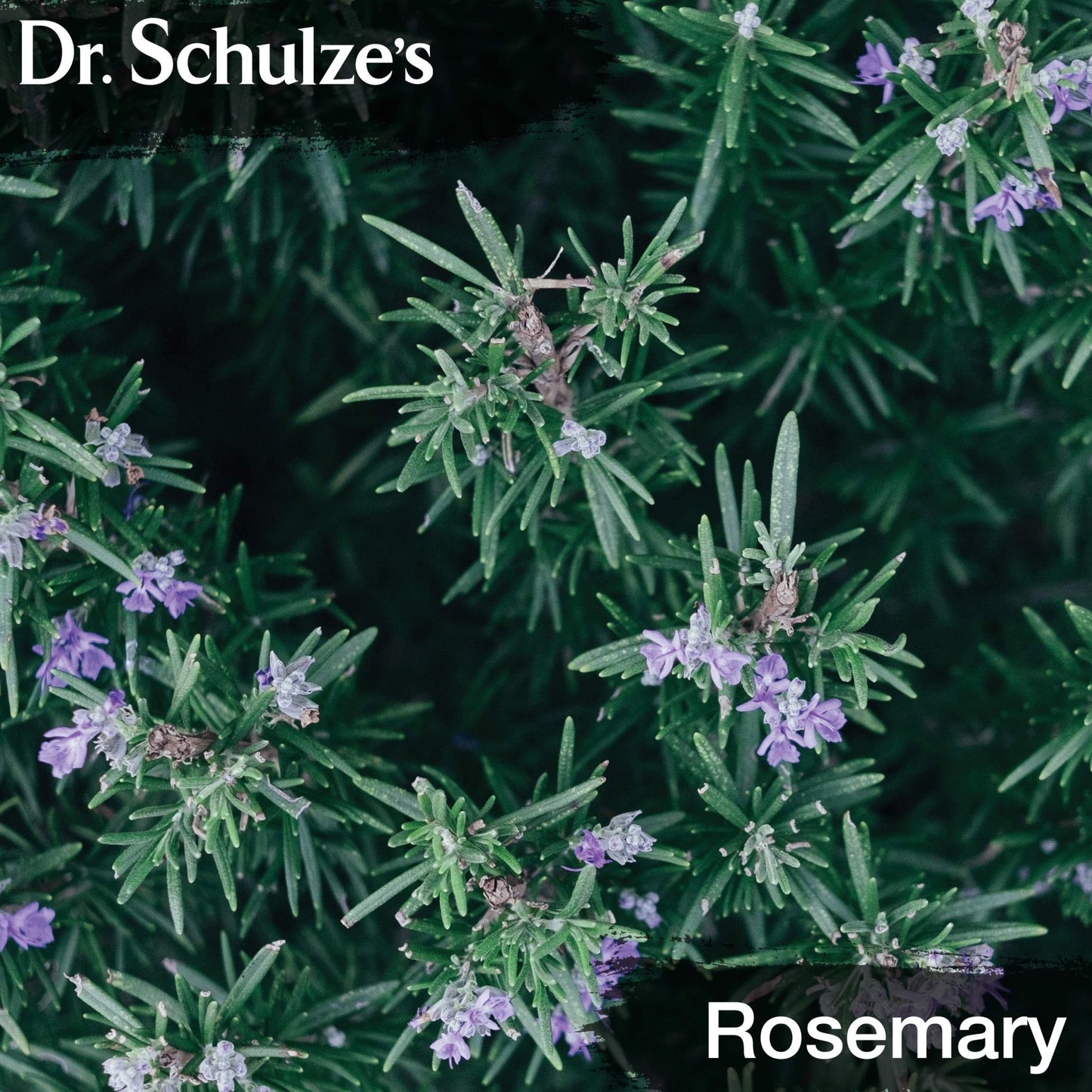 Dr. Schulze's Brain Formula 2 oz. - Vegan and Wild-Harvested | Stimulates Circulation and and Improved Mental Focus - dailyvitalstore