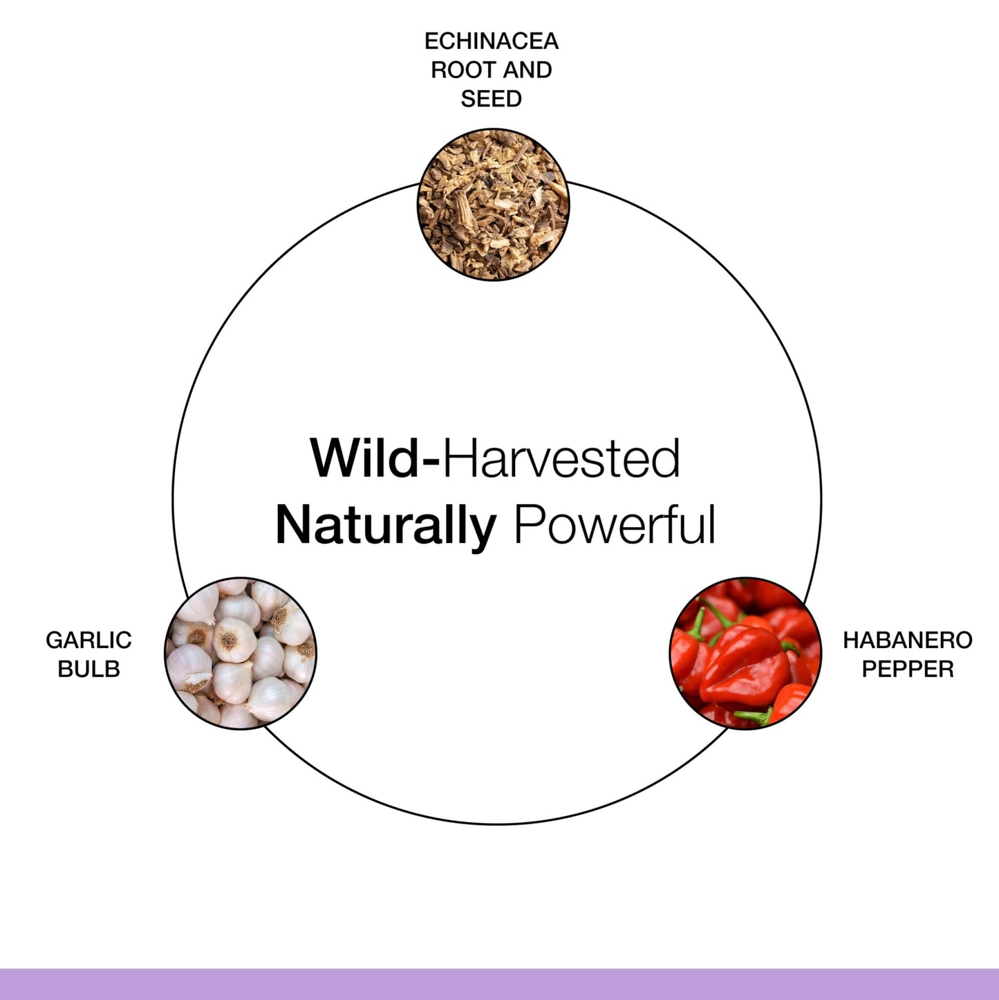 Dr. Schulze's Echinacea Plus | Echinacea Root and Seed | All Organic Extract | Gluten-Free & Non-GMO for Immune System Support | 4 oz - dailyvitalstore