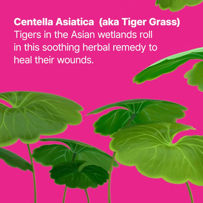 Dr.Jart+ Cicapair Tiger Grass Camo Drops Tinted Serum SPF 35 with Centella Asiatica | Skin Tint | Korean Skin Care Makeup Hybrid, 1.01 Fl Oz - dailyvitalstore