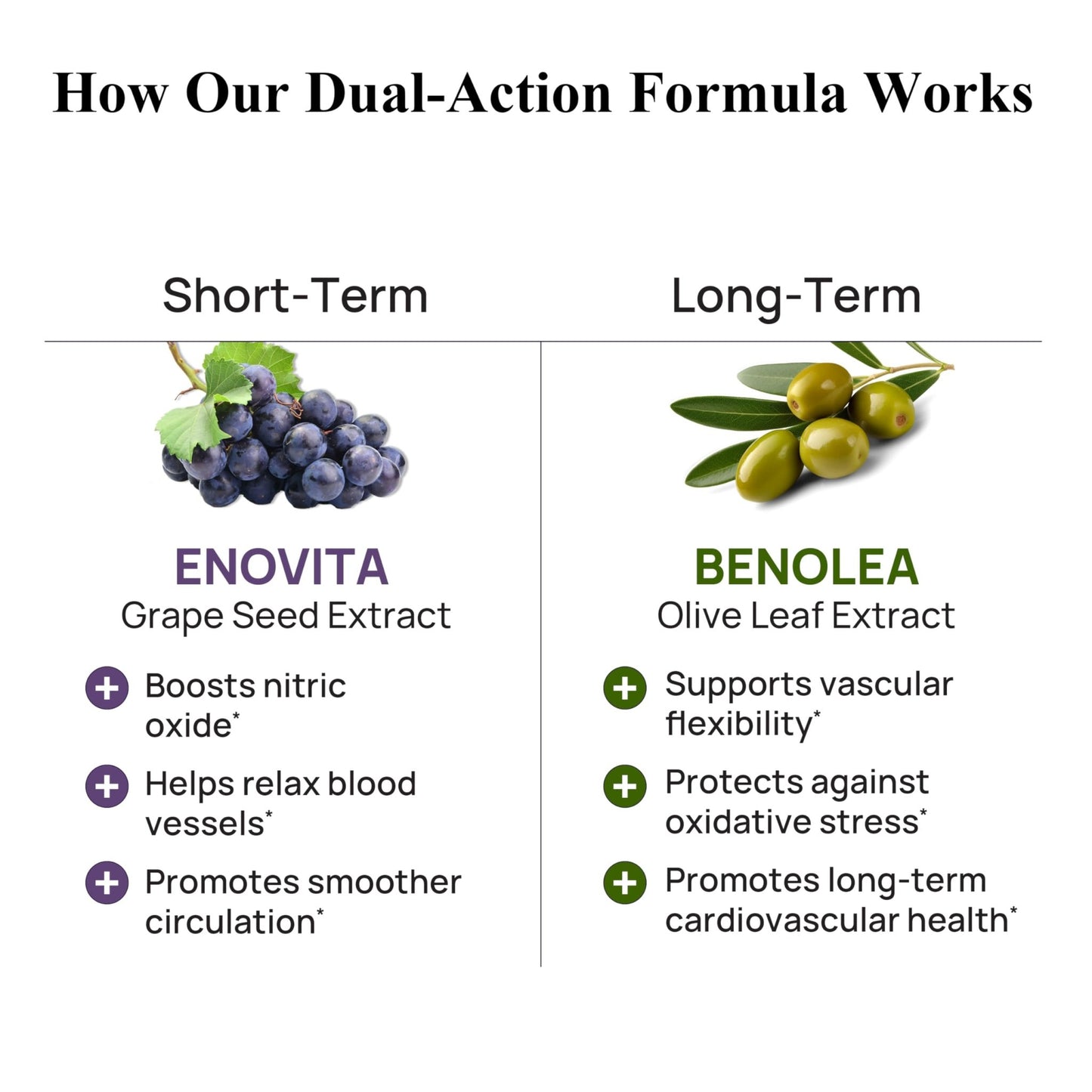 Durable Blood Pressure – Benolea Olive Leaf & Enovita Grape Seed Extract – Healthy Circulation, Nitric Oxide & Artery Support – Doctor Formulated, Vegan, Non-GMO, Made in USA (60 Capsules) - dailyvitalstore
