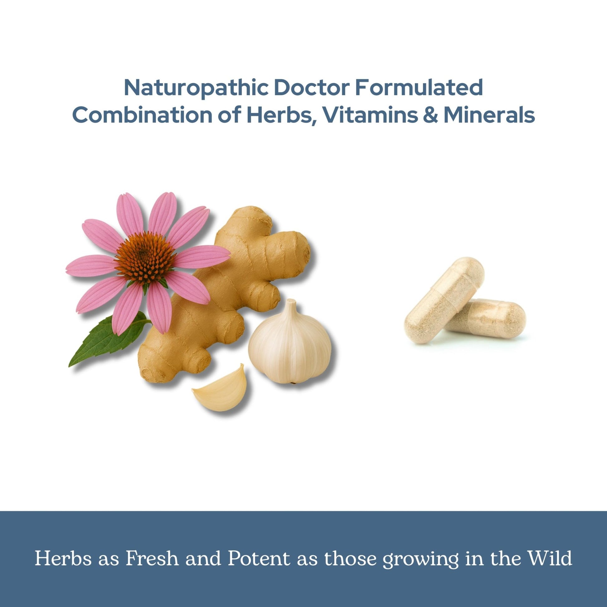 Eclectic Herb - Vitabiotic Capsules | Immune Support | Natural Herbal Multivitamin Supplement | Freeze Dried, Organic, Non-GMO, Vegan, Whole Herb (150 CT | 750 mg) - dailyvitalstore